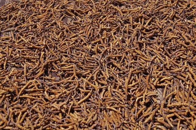 यार्सागुम्बा संकलन सुरु, विद्यालय तीन महिनाका लागि बन्द