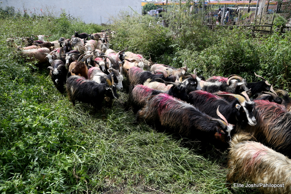 दसैंका लागि मुस्ताङबाट ल्याइयो साढे सात सय च्यांग्रा, भोलिदेखि बिक्री सुरु