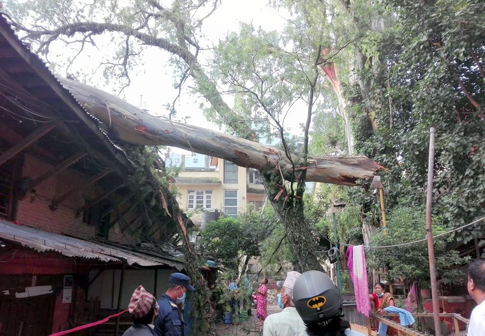 कमलादी गणेस्थानको मसलाको रुख भाचिँदा घर क्षतिग्रस्त