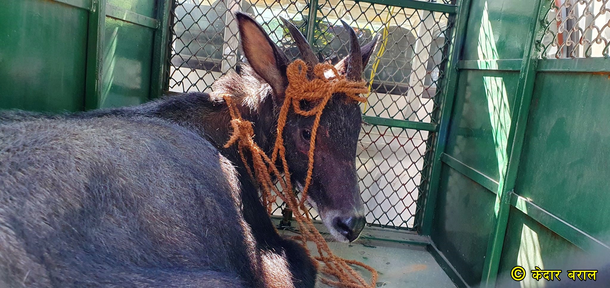 फेरि पोखरा झर्‍यो दुर्लभ थार : मानिसले माने अनौठो
