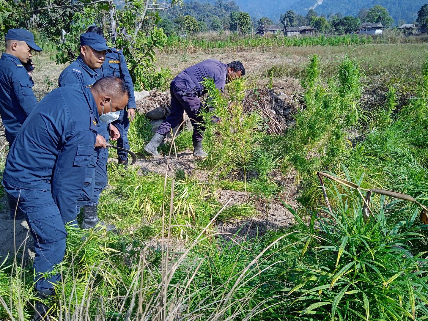 निजगढमा १ बिघा क्षेत्रफलमा लगाइएको गाँजा खेती प्रहरीले गर्‍यो नष्ट