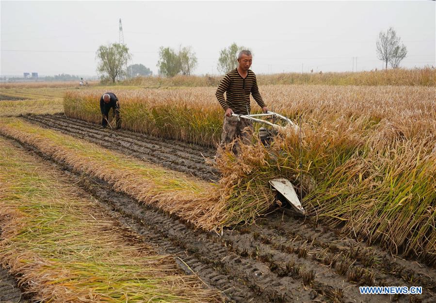 धान भित्र्याउने चटारोमा चिनियाँ किसान, फोटोमा हेर्नुस्