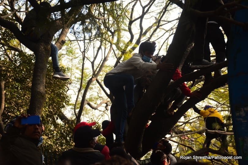 नेकपाको आन्दोलनमा रुखलाई सास्ती!