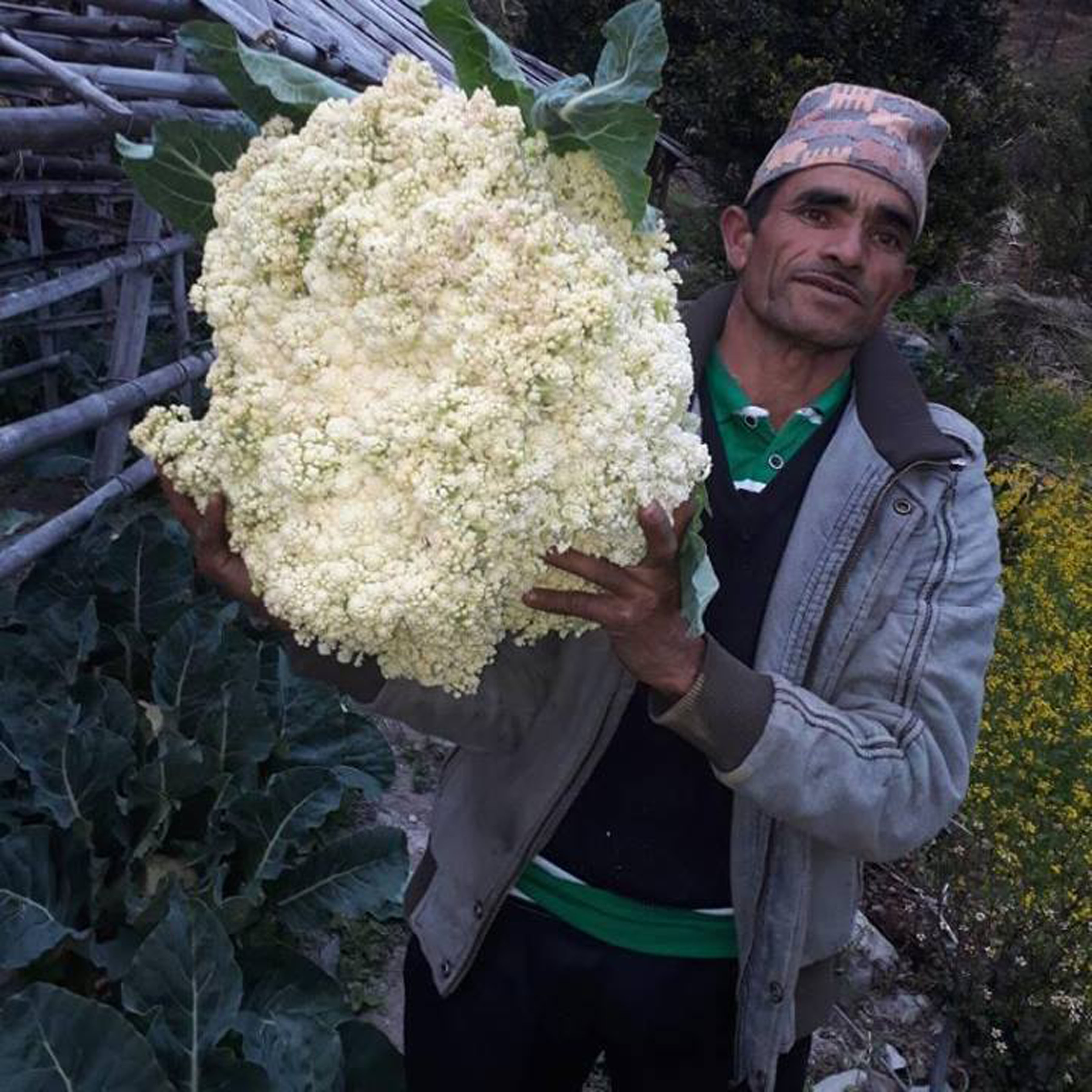 १४ किलोको काउली हेर्नुस