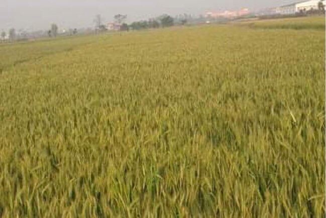 तिलोत्तमाले तोक्यो गहुँको न्यूनतम मूल्य, बिक्री नभए बजारीकरणको जिम्मा नगरपालिकाले लिने