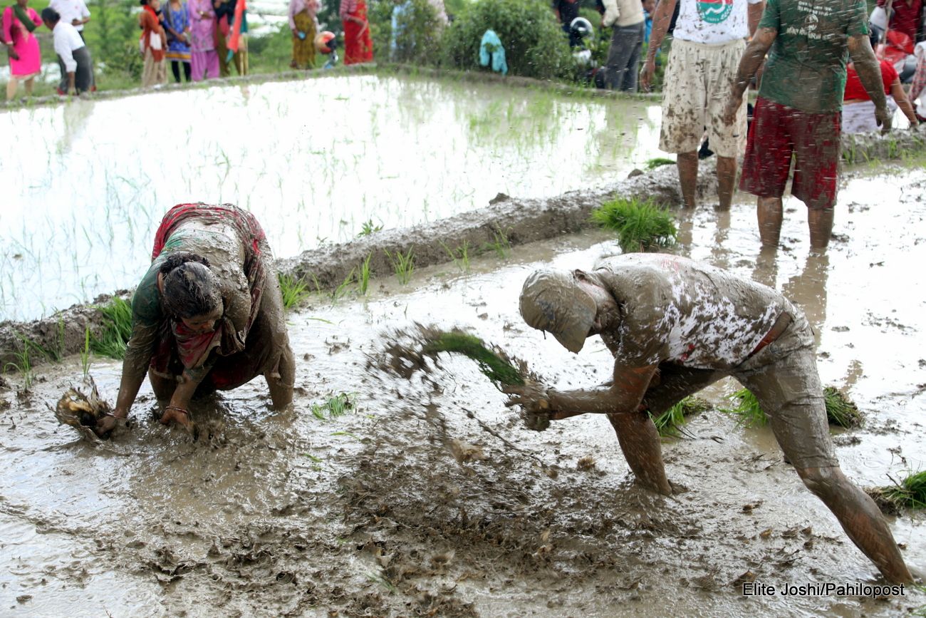 १५ फोटोमा हेर्नुस् असार पन्ध्रको रमझम