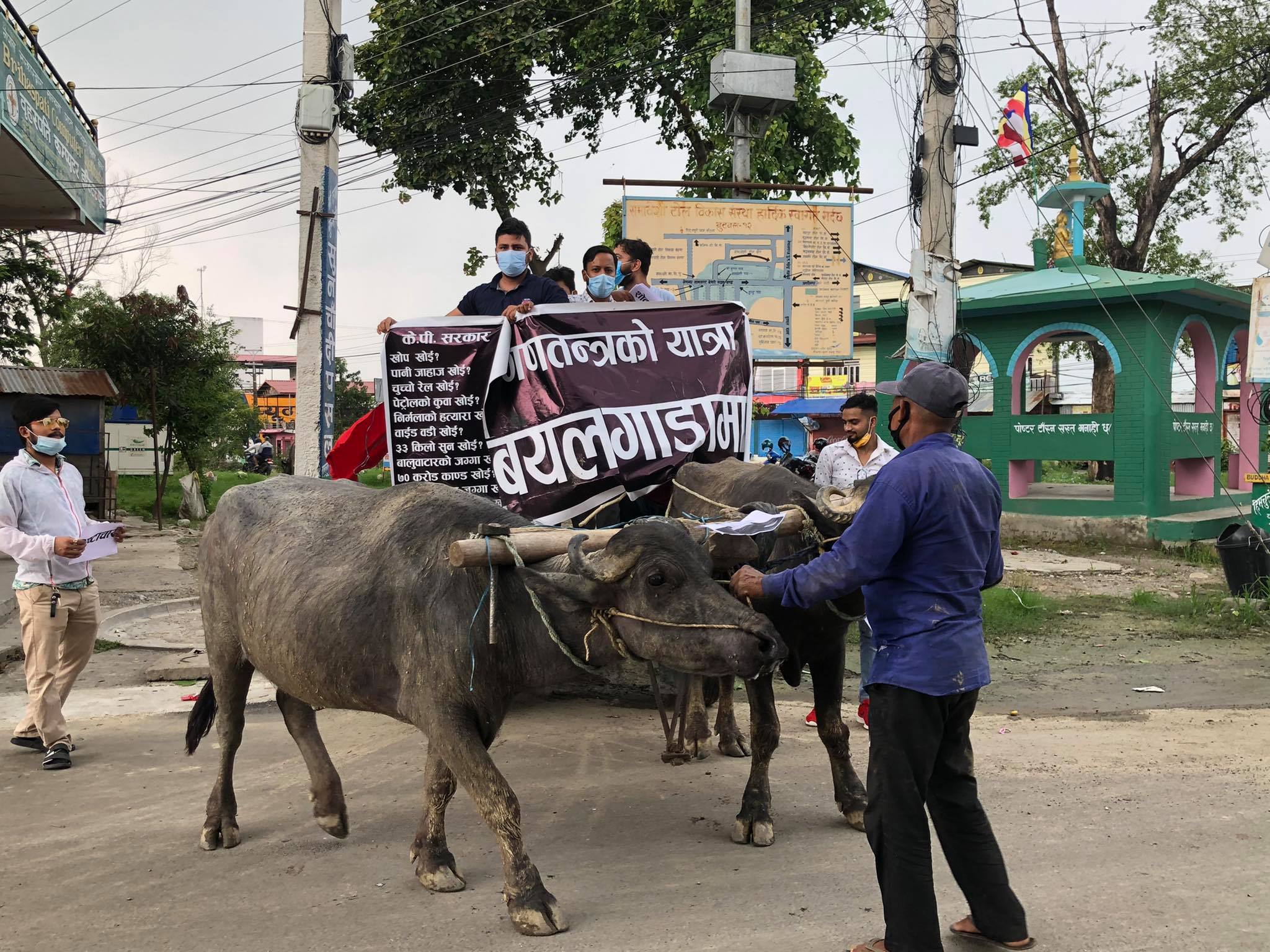 बयलगाडा प्रदर्शनमार्फत नेविसंघले गर्‍यो सरकारको विरोध