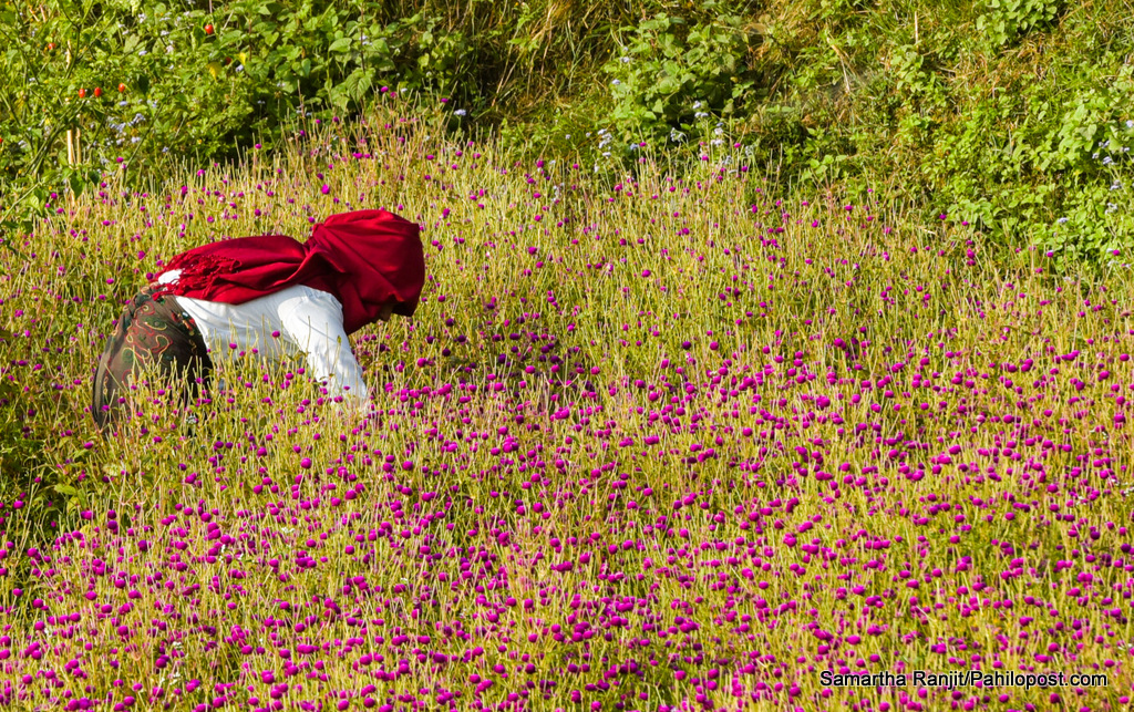 दशैंभन्दा अघि नै फूल्यो मखमली, तिहारका लागि किसानहरु माला बनाउन तयार