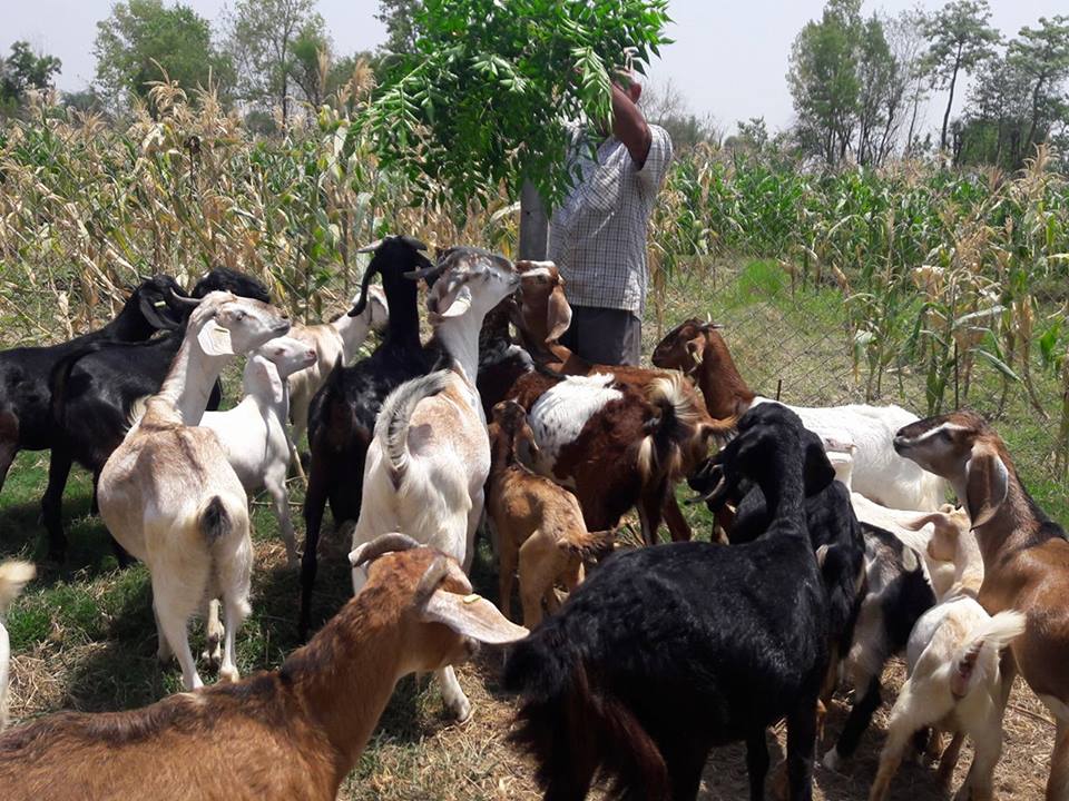 १७ वर्ष जापान बसाइपछि नेपालमा बाख्रापालन, भन्छन् : नेपालमा नै केही गरौं