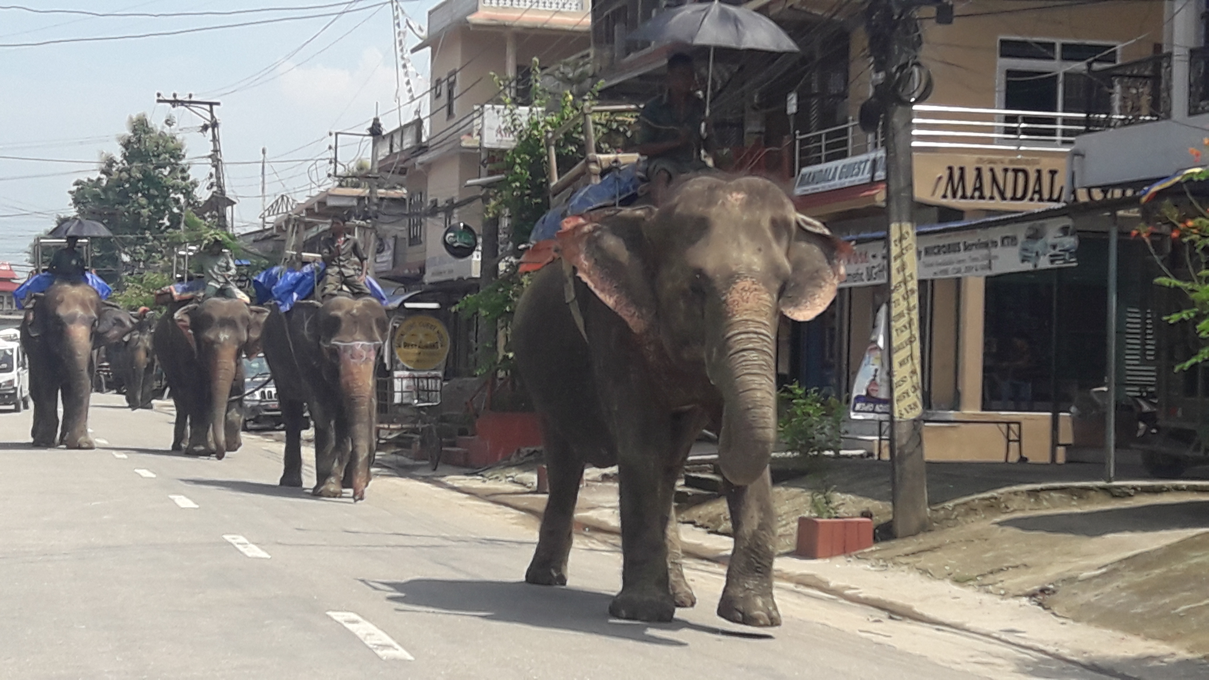 सर्वोच्चको आदेशपछि चितवनमा निजी हात्ती दर्ता प्रक्रिया सुरु