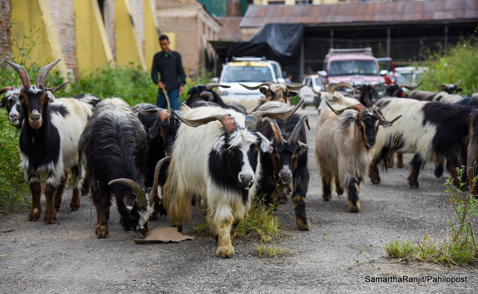 यसपटकको दशैंमा खाद्य कम्पनीले भेडा-च्याङ्ग्रा नबेच्ने , खसीबोका भने भोलिबाट बिक्री गर्ने