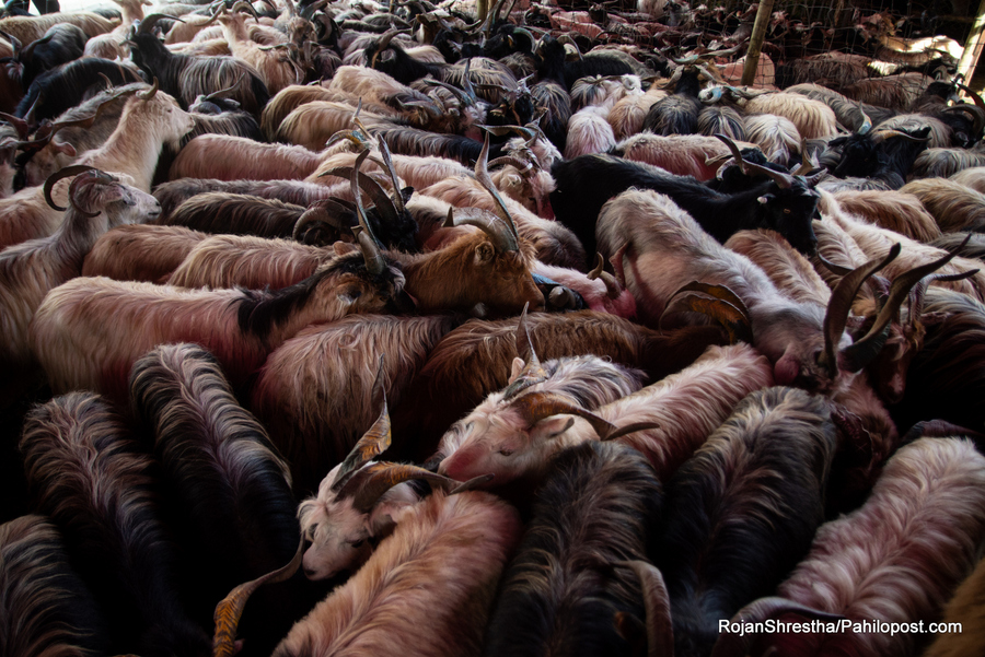 दसैंको लागि खसीबोका र च्याङ्ग्रा  ल्याउने तयारीमा खाद्य