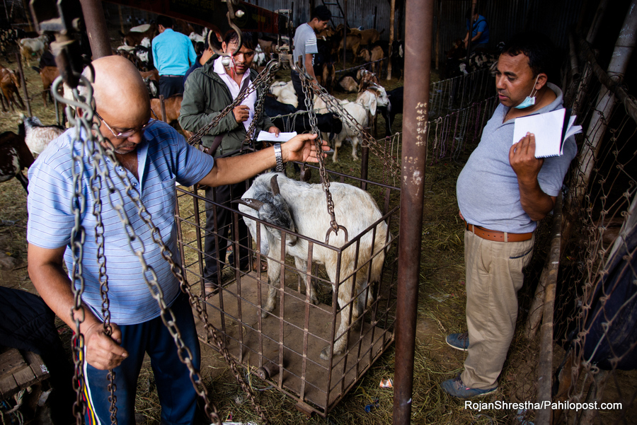खाद्य कम्पनीले आजबाट खसीबोका बिक्री गर्दै, किलोमा करिब सय रुपैयाँ सस्तो !
