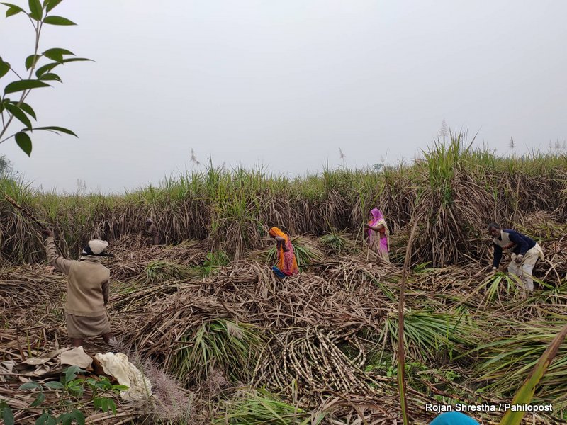 उखुको मूल्य बढाउन पर्सा र बाराका किसानको माग, उद्योग बन्द गर्ने चेतावनी