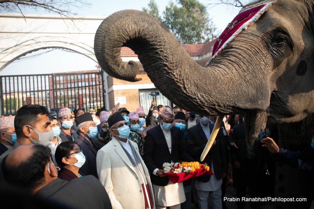 चिडियाखानाका वन्यजन्तुको ‘अविभावकत्व ग्रहण’ गर्ने बढ्दै