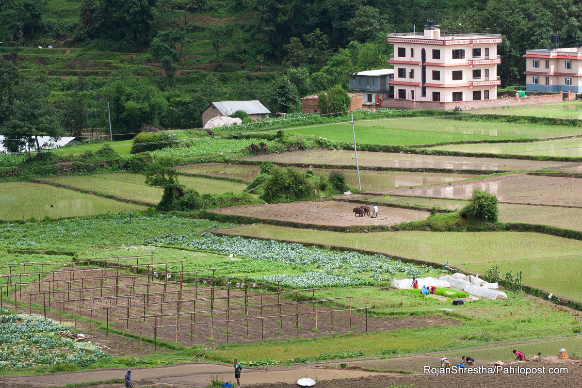 सरकारद्वारा नेपालको भूमिलाई ११ क्षेत्रमा वर्गीकरण