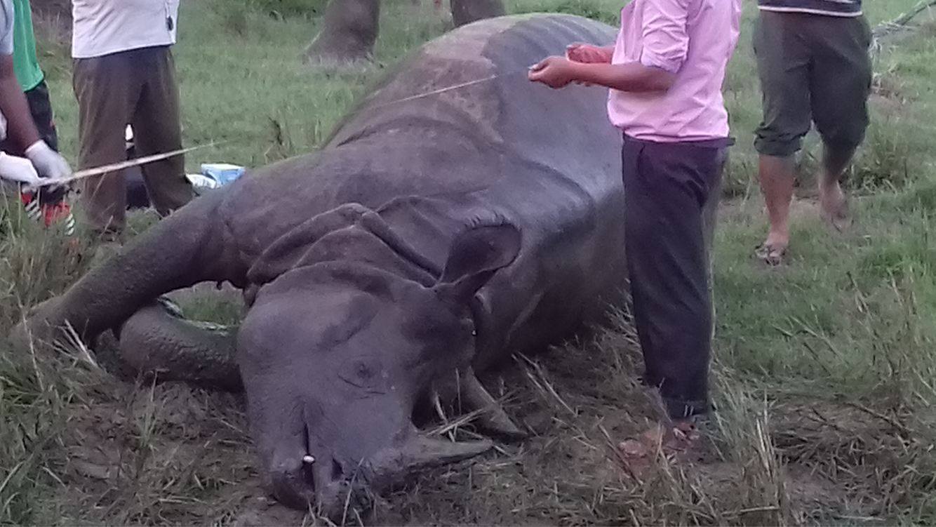 दलदलमा फसेर चितवनमा मर्‍यो पोथी गैँडा 