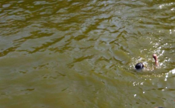 झापामा खाल्डोमा डुबेर ३ बालकको मृत्यु