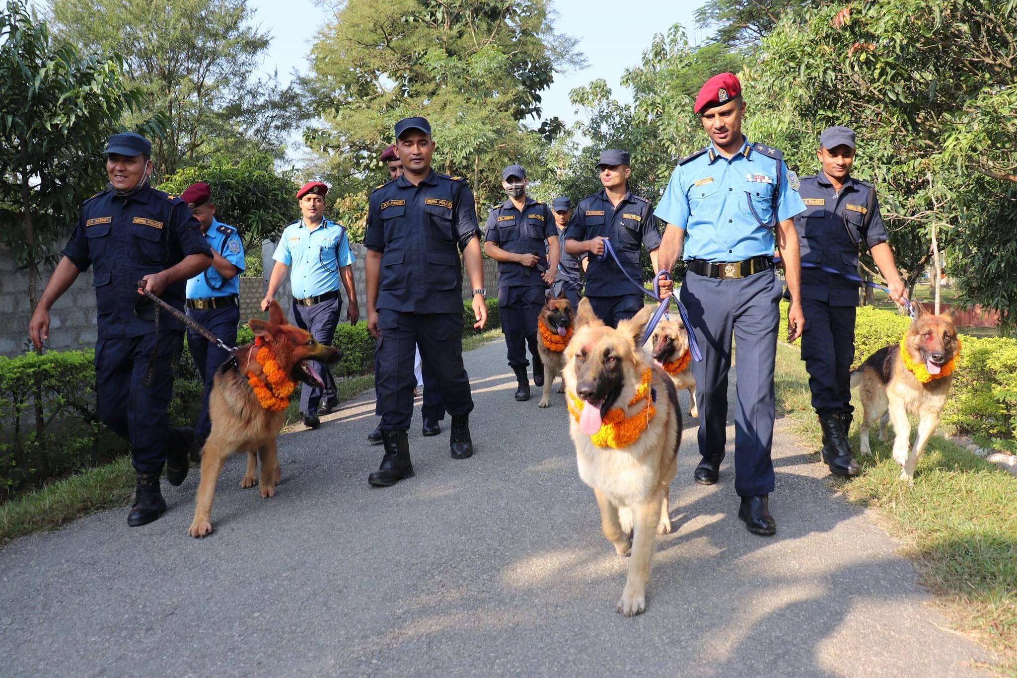 वाग्मती प्रदेश कार्यालयमा रहेका ६ वटा कुकुर, सबैको छुट्टाछुट्टै विधा