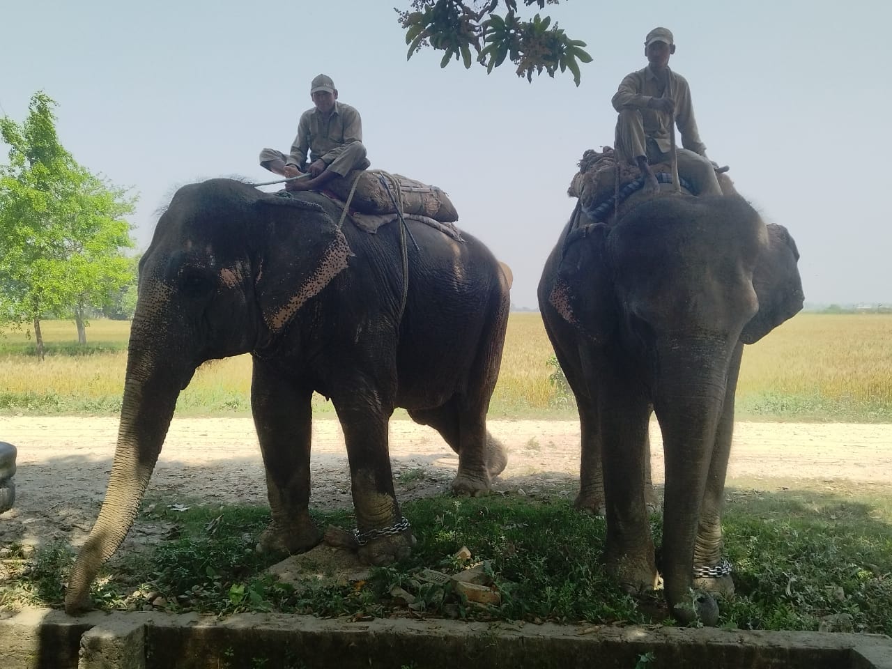 हात्ती बेच्न भारत लैजाँदै गर्दा तीन जना पक्राउ
