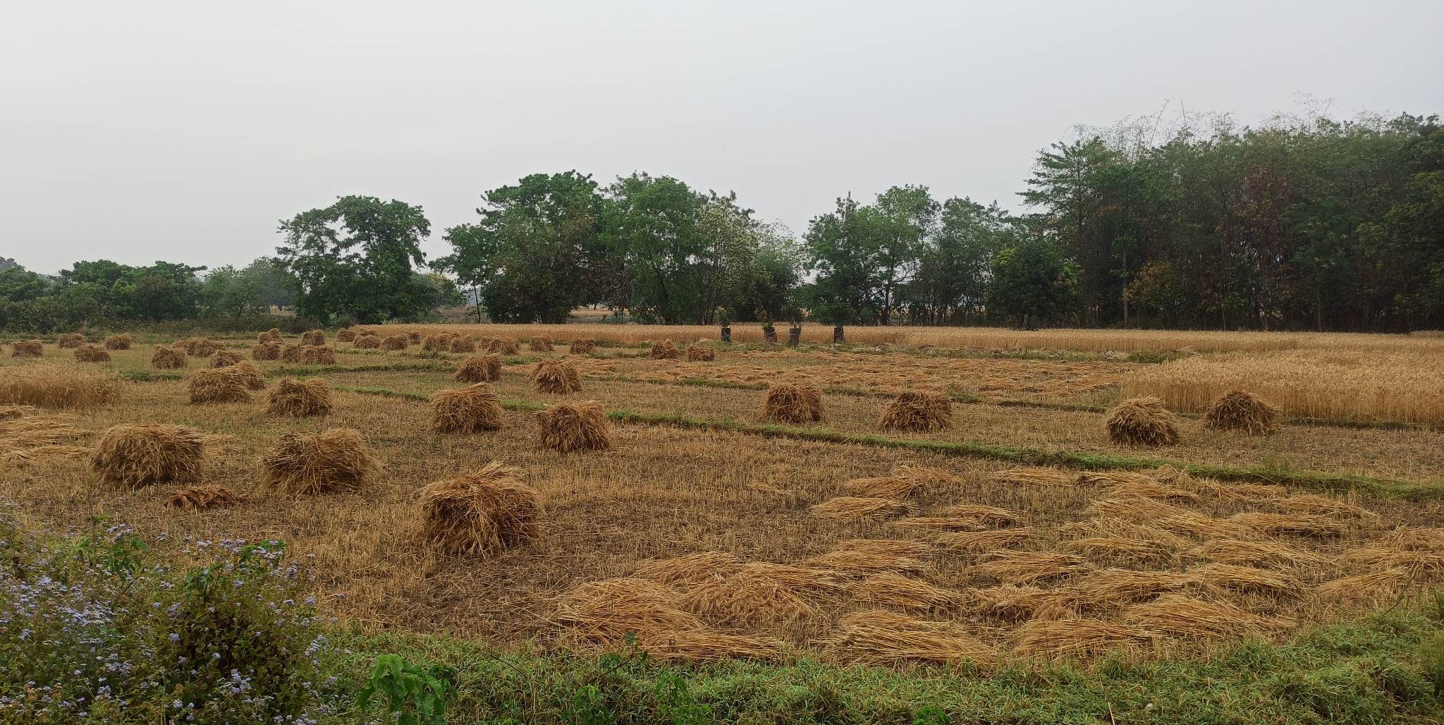 लुम्बिनीमा बेमौसमी वर्षाले गहुँबालीमा क्षति,चार प्रतिशतसम्म उत्पादन घट्न सक्ने