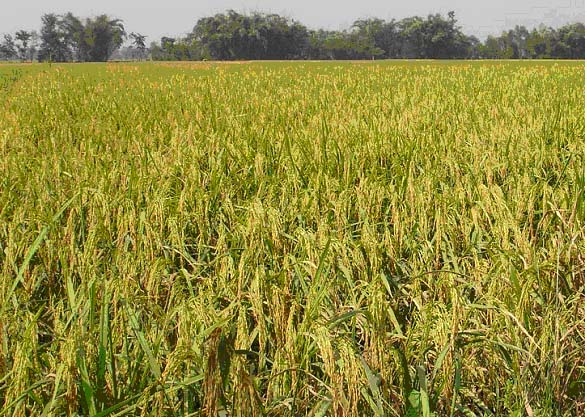 धान उत्पादनमा पचास प्रतिशतले कमी आउने
