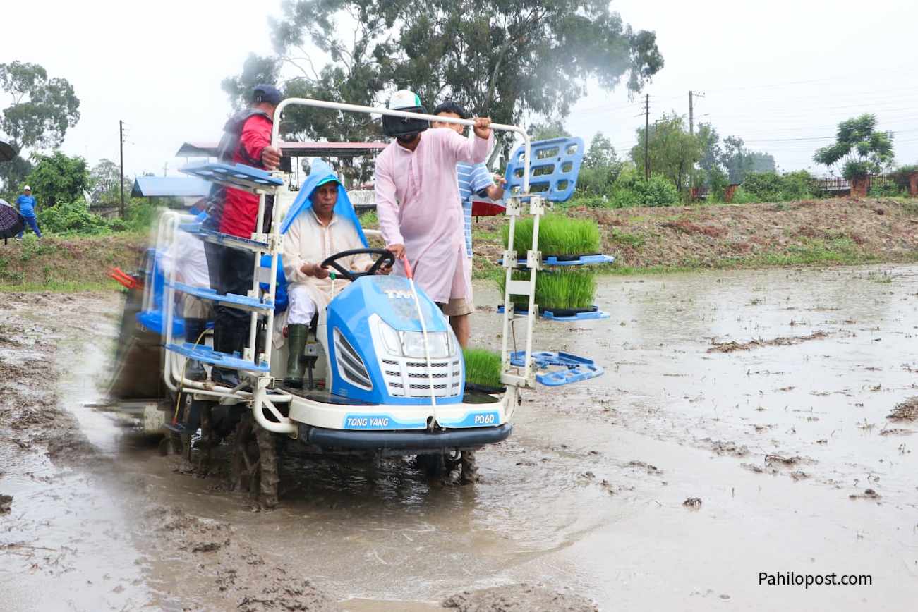 खुमलटार पुगेर धान रोपे कृषि मन्त्रीले