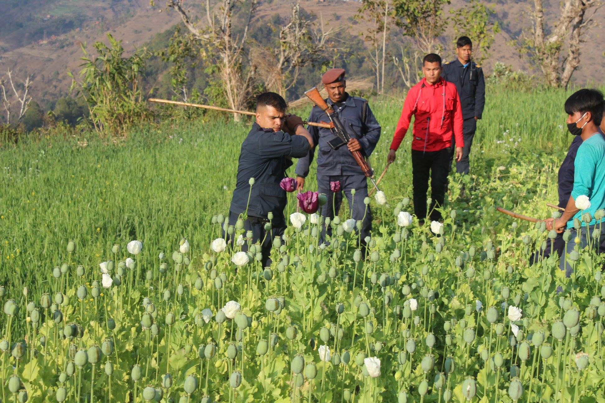 छ विगाहमा लगाएको अफिम नष्ट