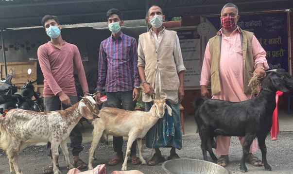 खसीको भन्दै बाख्रीको मासु बेच्ने चार जना कलंकीबाट समातिए