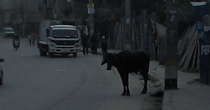 न्युरोडमा राँगोले हानेर ३ जना घाइते, नियन्त्रणमा लिन गोली प्रहार