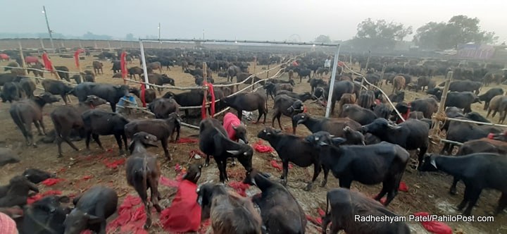 गढीमाईमा बलीका लागि ल्याइएका राँगोमा ‘कोल्ड डायरिया’