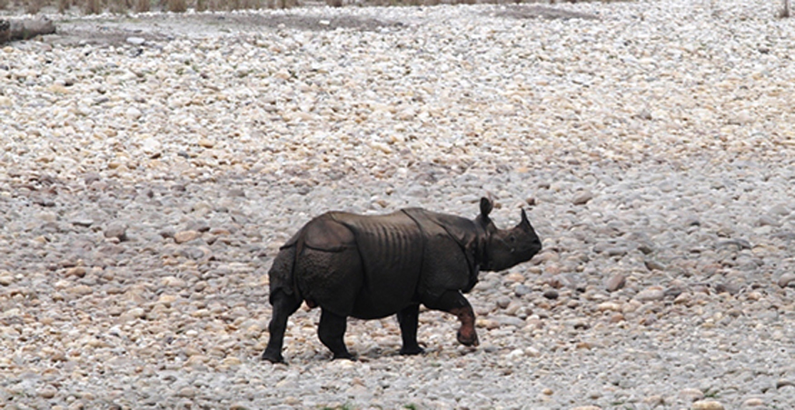 जलवायु परिवर्तनको असर : एक सिङ्गे गैँडा संरक्षणमा थपियो चुनौती