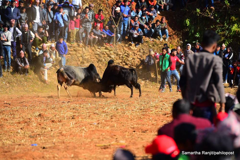 १८ फोटोमा हेर्नुस् तारुकाको गोरु जुधाई 