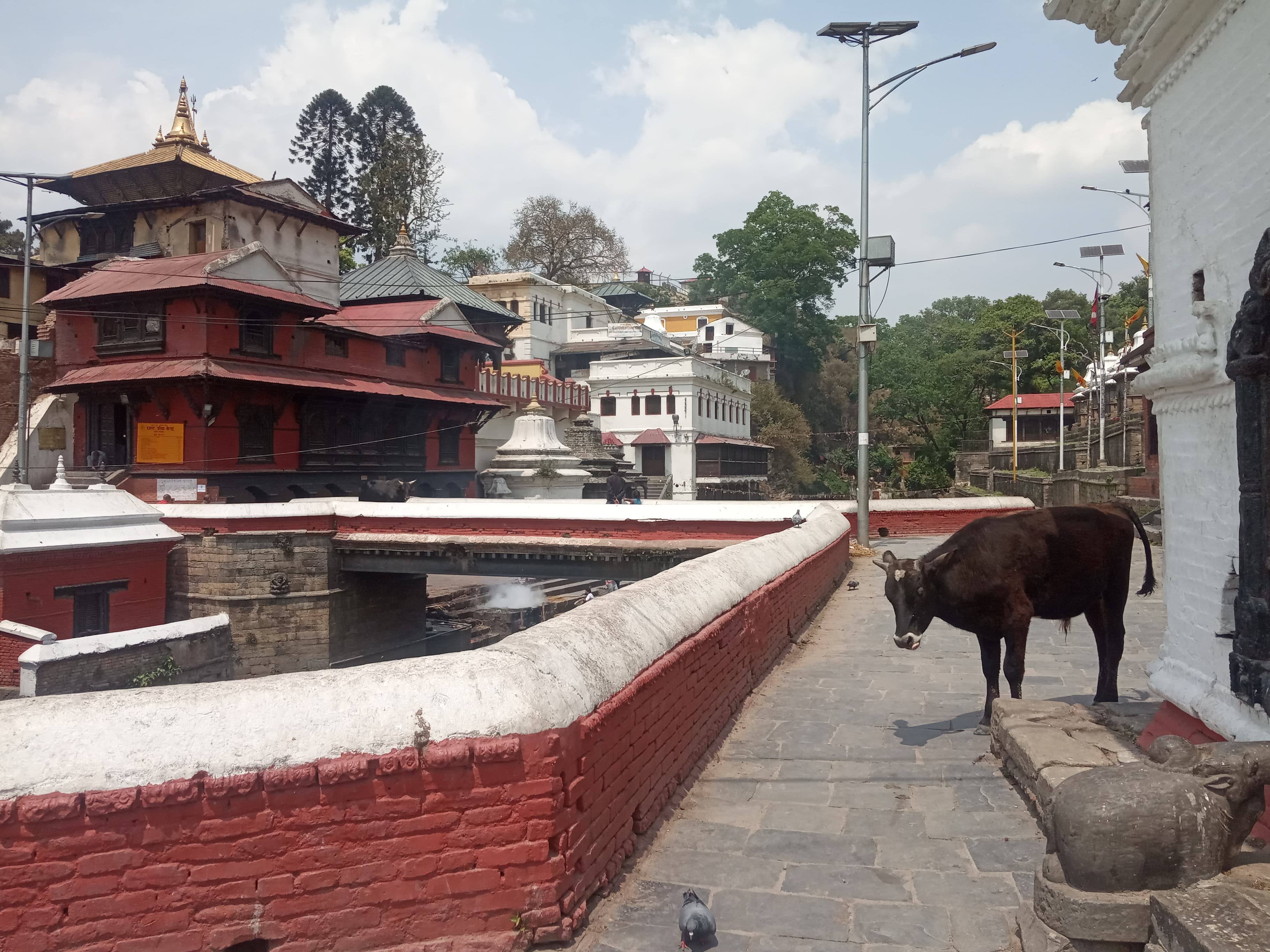 लकडाउनमा पशुपतिका साँढे : अनुमति छैन शिवको बहानलाई मन्दिर पस्न