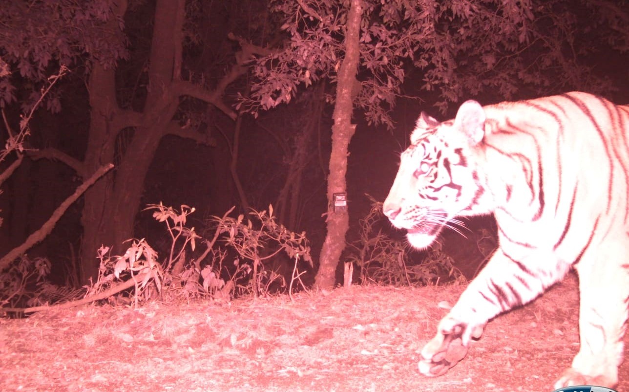 सुर्खेतको लेकबेशीमा बाघ आतंक : दैनिक हुने पशुमाथिको आक्रमणले स्थानीय त्रसित