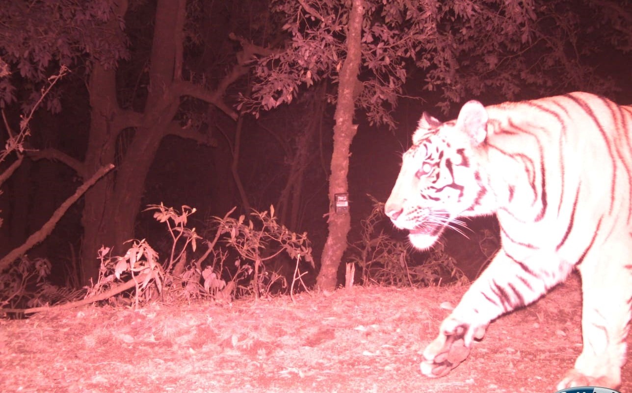 बाघको आक्रमणबाट एक जनाको मृत्यु