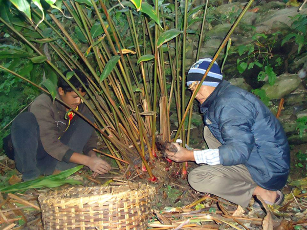 अलैँची खेतीका लागि ५१ लाख