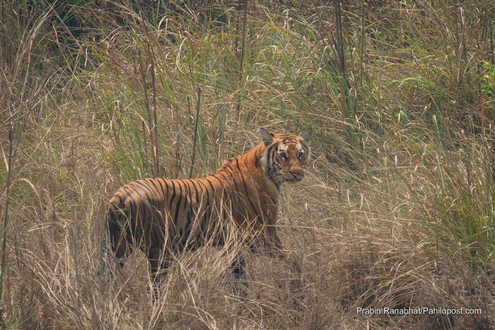 बर्दियामा बाघ हेर्न पर्यटन व्यवसायीको निम्तो, पोखरा हुँदै आइपुगे काठमाडौं