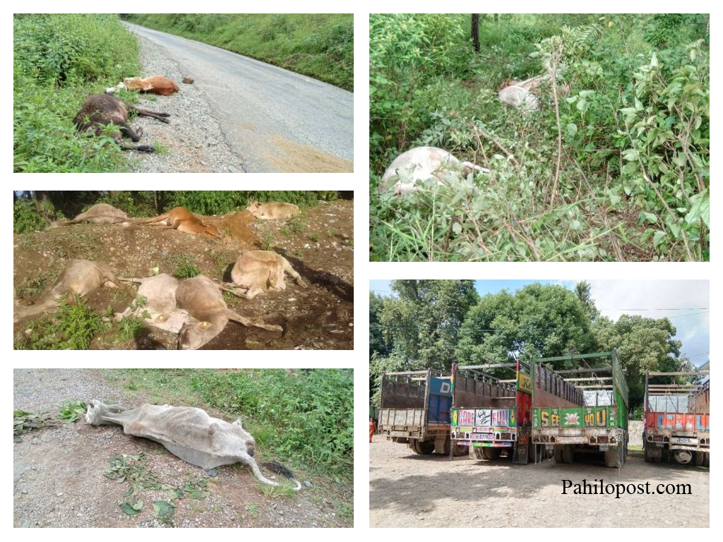 गौहत्या प्रकरण : १४ जना धरौटीमा रिहा, दुई जना अझै फरार