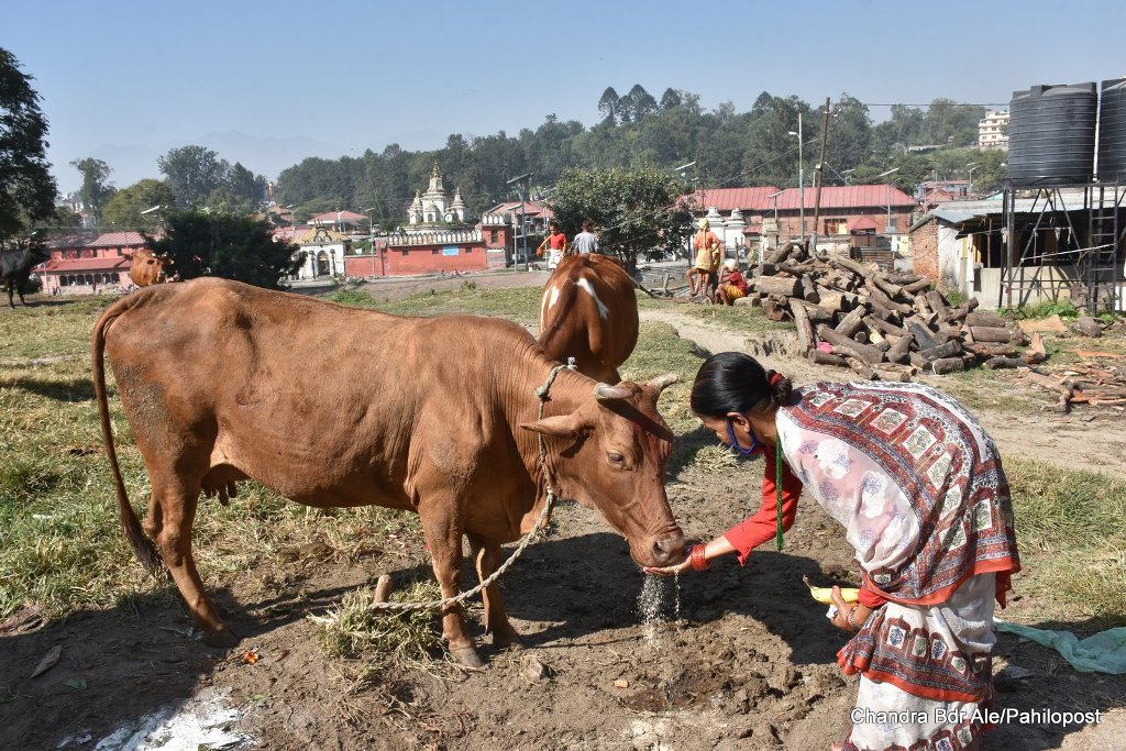 तरकारी बिक्री नभएपछि गाईलाई खुवाउँदै किसान