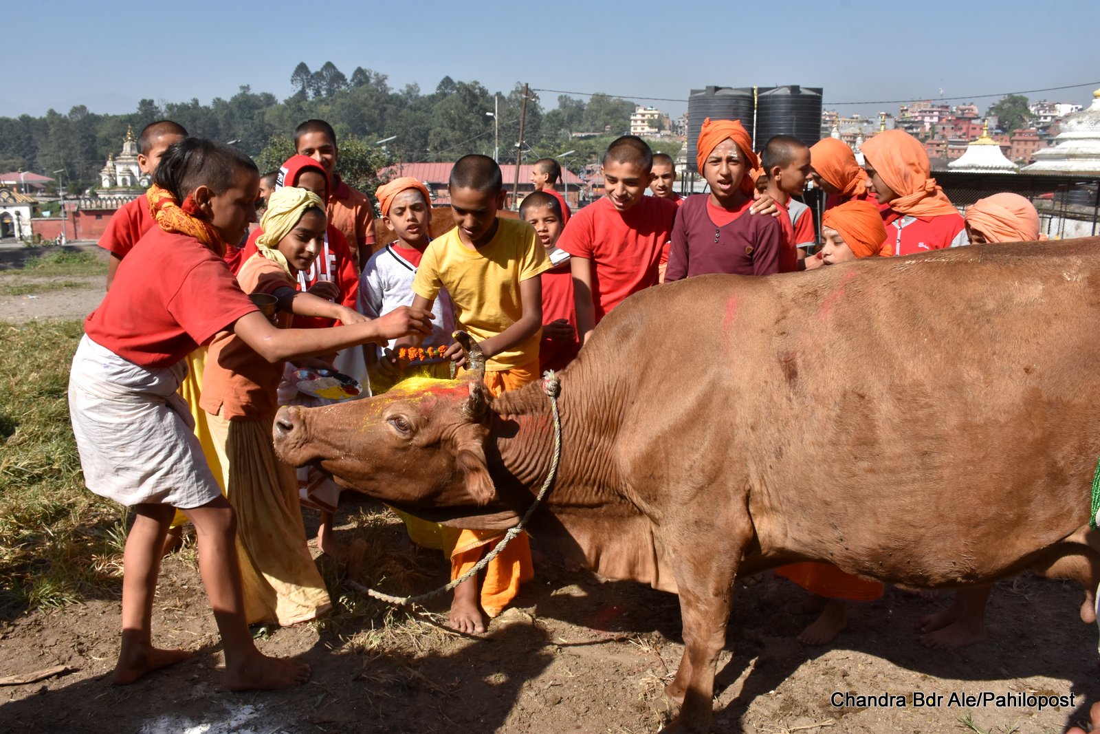 तिहारको चौथो दिनः आज गाई, गोरु र गोवर्धन पूजा, नेवार समुदायको म्हपूजा