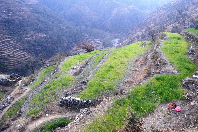 जलवायु परिवर्तनको असर झेल्दै उच्च पहाडी क्षेत्रका स्थानीय, हिमपात र वर्षा नहुँदा सुक्न थाले हिउँदेबाली