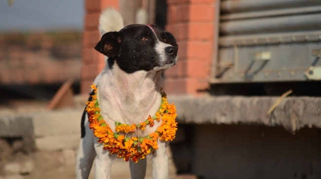 कुकुरको विशेष पूजा गरी आज कुकुर तिहार मनाइँदै