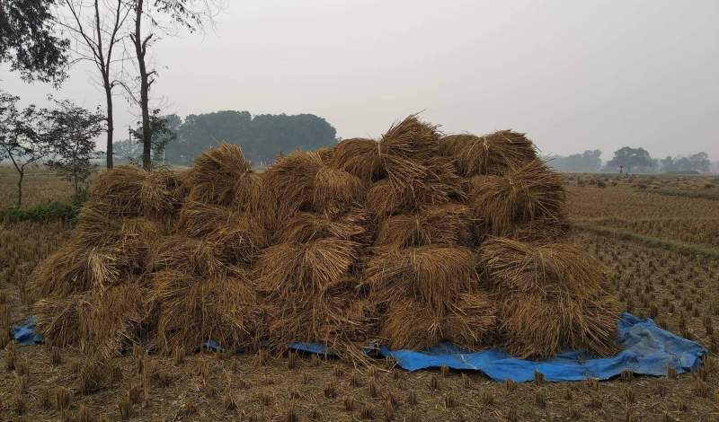 ४० मुरीभन्दा बढी धान फलाउने परिवारलाई एक लाख पुरस्कार