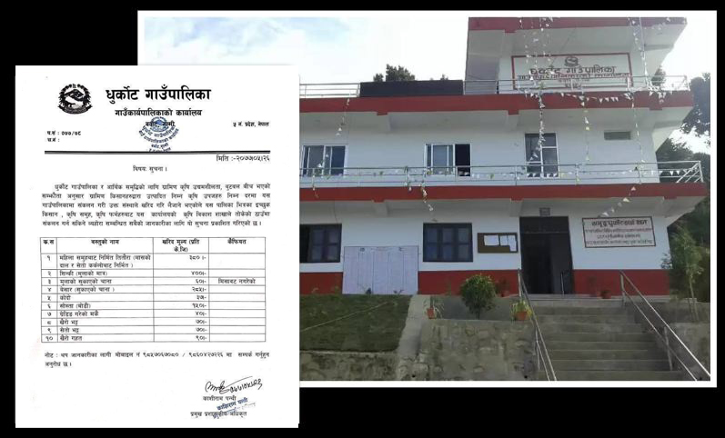 धुर्कोट गाउँपालिकाले कृषि उपज संकलन गर्न निर्धारण गर्‍यो मूल्य : मुलाको सिन्की प्रतिकेही ४ सय, तितौरा ३८०