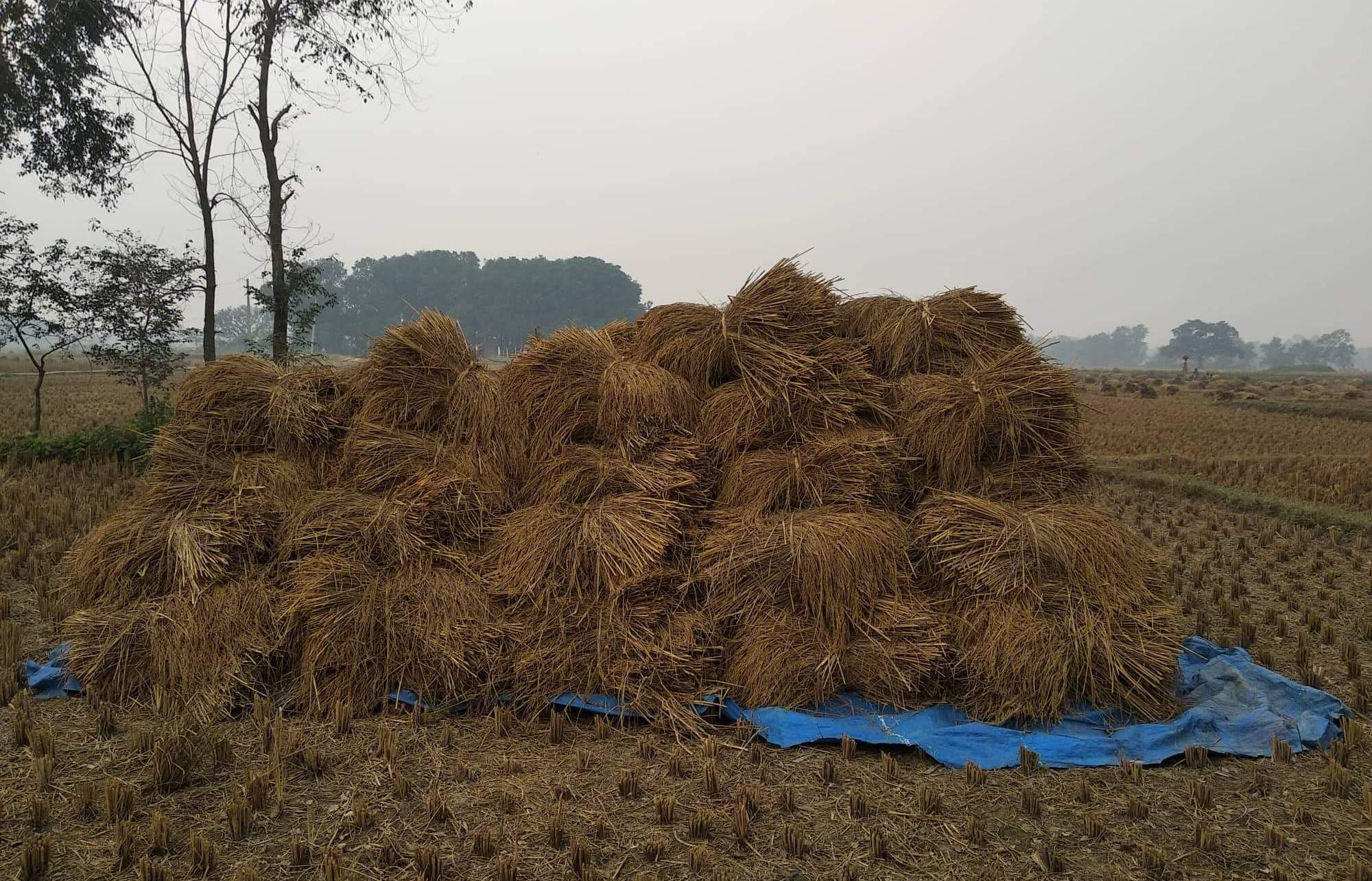 गढीमाई मेला क्षेत्रका किसानलाई धान भित्र्याउने चटारो