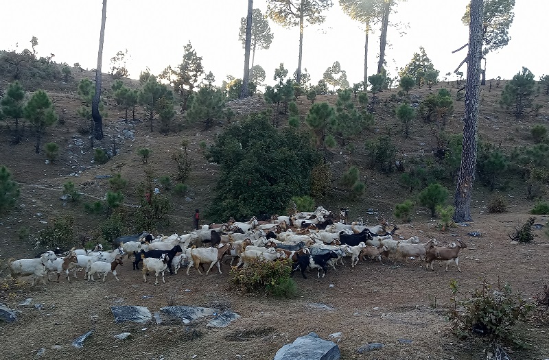 पुँगरमै बाख्रा पालनबाट भरतले गर्छन् लाखौँ आम्दानी