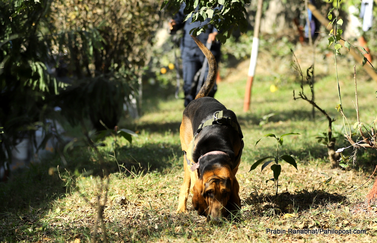 संखुवासभा हत्या प्रकरण : सुरु भयो शव जाँच्ने काम, 'डग स्न्यापिङ' हुँदै