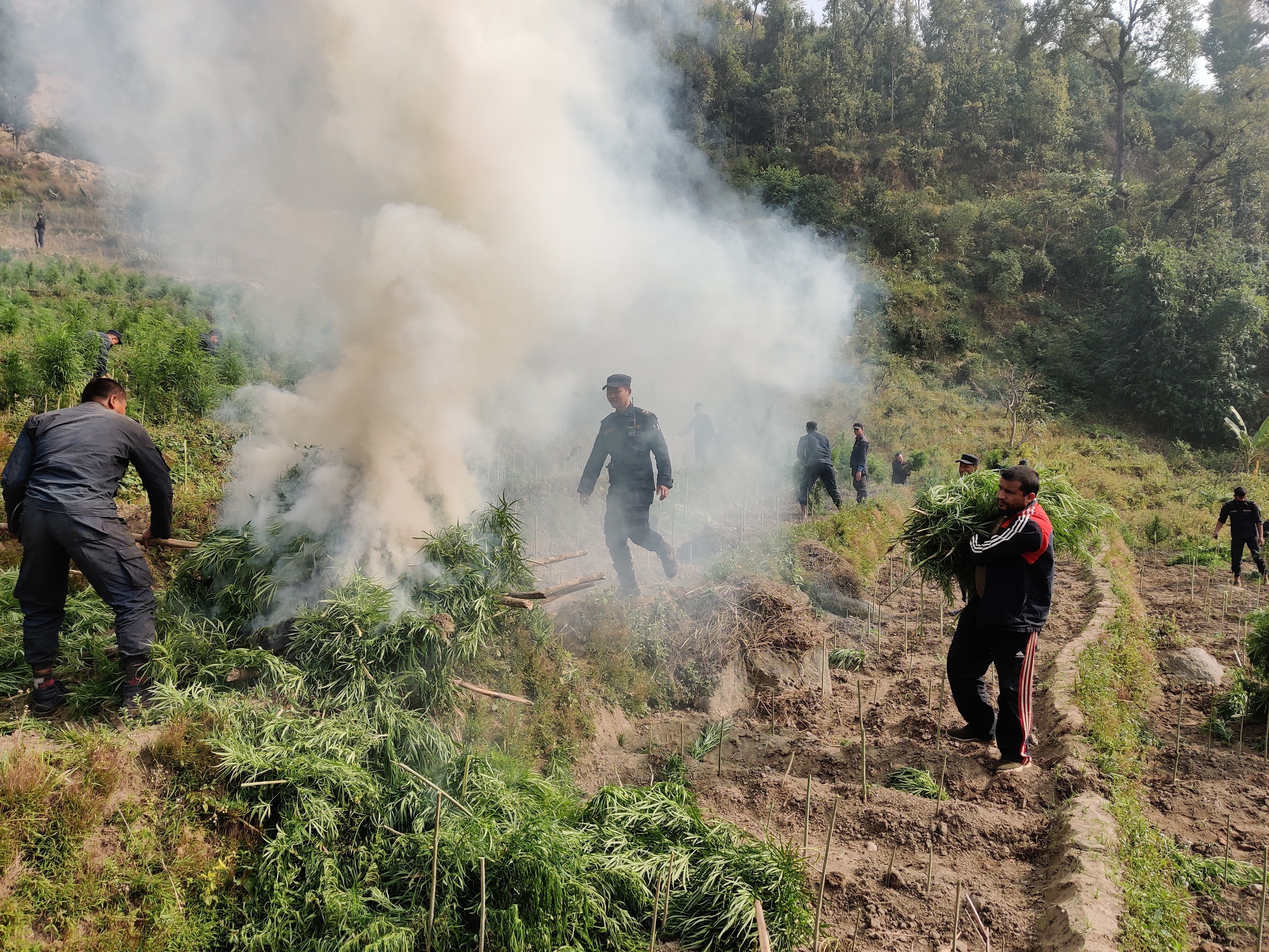   २ सय २० बिगाहमा लगाएको गाँजा खेती फडानी गर्दै प्रहरी (तस्बिर)