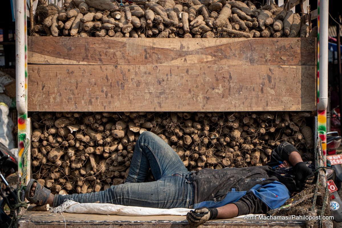 ट्रकका ट्रक तरुल : माघे संक्रान्तिमा बजारमा देखियो यस्तो रौनक